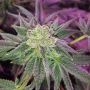 Glukies BX Marijuana Strain by Black Farm Genetix For Sale Online at Cannabis Seeds Outlet