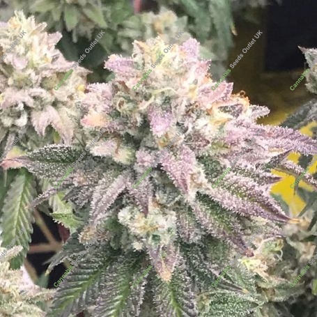 Glukies S1 Marijuana Strain by Black Farm Genetix For Sale Online at Cannabis Seeds Outlet