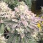 Glukies S1 Marijuana Strain by Black Farm Genetix For Sale Online at Cannabis Seeds Outlet