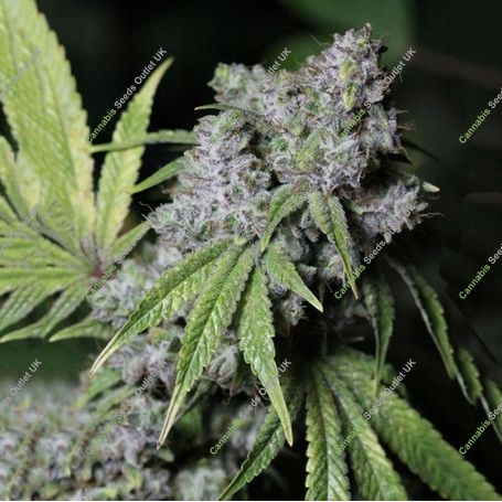 Gorilla Face Advanced Regular Marijuana Strain by Advanced Seeds For Sale Online at Cannabis Seeds Outlet