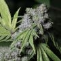 Gorilla Face Advanced Regular Marijuana Strain by Advanced Seeds For Sale Online at Cannabis Seeds Outlet