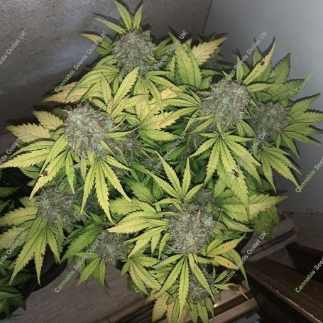 Gorilla Glue Fast Feminized Marijuana Strain by Blim Burn For Sale Online at Cannabis Seeds Outlet