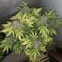 Gorilla Glue Fast Feminized Marijuana Strain by Blim Burn For Sale Online at Cannabis Seeds Outlet