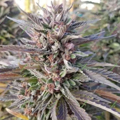 Hammer Cookies Advanced Regular Marijuana Strain by Advanced Seeds For Sale Online at Cannabis Seeds Outlet