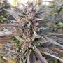 Hammer Cookies Advanced Regular Marijuana Strain by Advanced Seeds For Sale Online at Cannabis Seeds Outlet