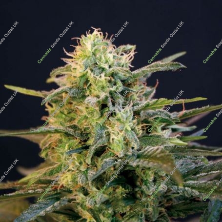 Mamba Negra Fast Feminized Marijuana Strain by Blim Burn For Sale Online at Cannabis Seeds Outlet