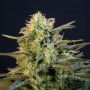 Mamba Negra Fast Feminized Marijuana Strain by Blim Burn For Sale Online at Cannabis Seeds Outlet