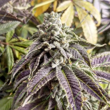 Orange Cane Marijuana Strain by Black Farm Genetix For Sale Online at Cannabis Seeds Outlet