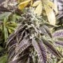 Orange Cane Marijuana Strain by Black Farm Genetix For Sale Online at Cannabis Seeds Outlet