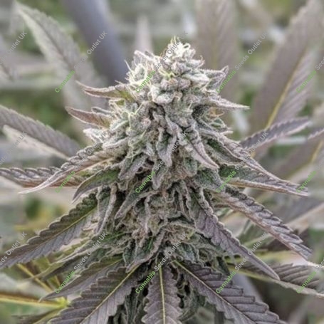Orange Cherry Marijuana Strain by Black Farm Genetix For Sale Online at Cannabis Seeds Outlet