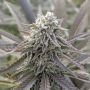 Orange Cherry Marijuana Strain by Black Farm Genetix For Sale Online at Cannabis Seeds Outlet
