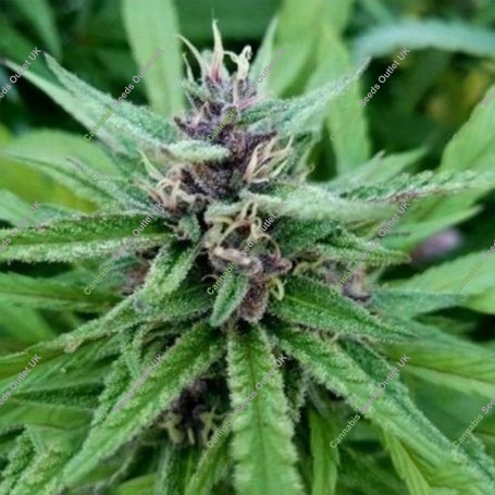 Pink Panties Regular Marijuana Strain by Purple Caper For Sale Online at Cannabis Seeds Outlet