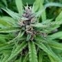 Pink Panties Regular Marijuana Strain by Purple Caper For Sale Online at Cannabis Seeds Outlet