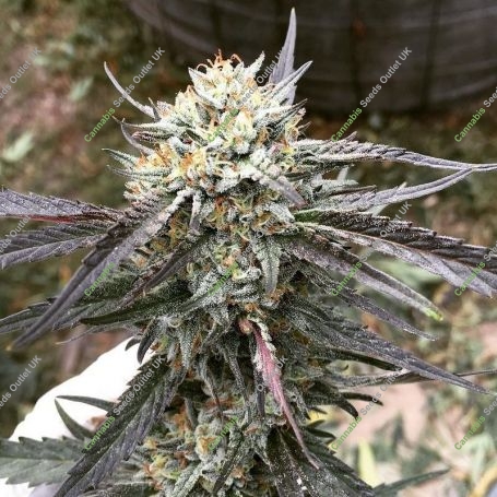 Purple Punch X Regular Marijuana Strain by Purple Caper For Sale Online at Cannabis Seeds Outlet