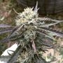 Purple Punch X Regular Marijuana Strain by Purple Caper For Sale Online at Cannabis Seeds Outlet