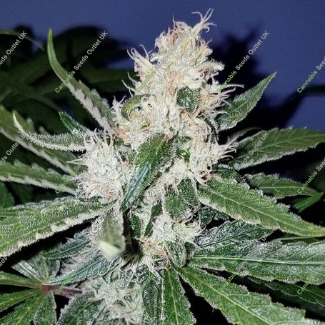 Santa Muerte Fast Feminized Marijuana Strain by Blim Burn For Sale Online at Cannabis Seeds Outlet