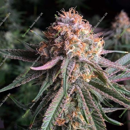 Toxic x Purple Punch Feminized Marijuana Strain by Ripper Seeds For Sale Online at Cannabis Seeds Outlet