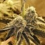 Tropicana Glue Marijuana Strain by Black Farm Genetix For Sale Online at Cannabis Seeds Outlet