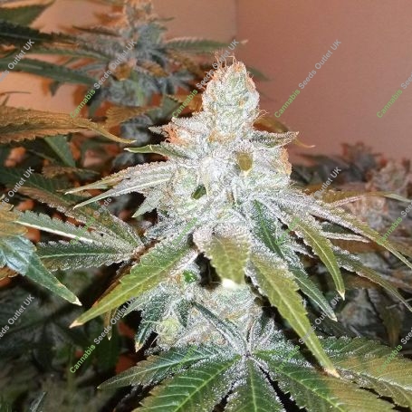 Wasabi Marijuana Strain by Black Farm Genetix For Sale Online at Cannabis Seeds Outlet
