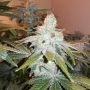 Wasabi Marijuana Strain by Black Farm Genetix For Sale Online at Cannabis Seeds Outlet