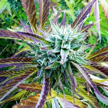 Zkittlez Caper Regular Marijuana Strain by Purple Caper For Sale Online at Cannabis Seeds Outlet