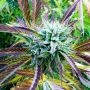 Zkittlez Caper Regular Marijuana Strain by Purple Caper For Sale Online at Cannabis Seeds Outlet
