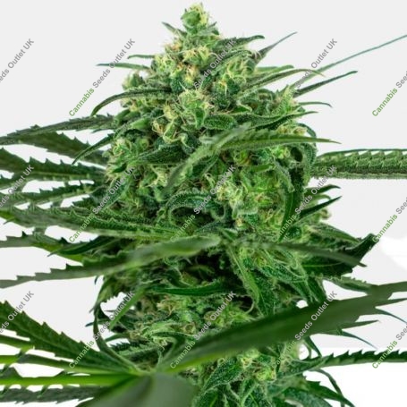 Amnesia Feminized Marijuana Strain by Sensi Seed Bank For Sale Online at Cannabis Seeds Outlet
