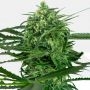 Amnesia Feminized Marijuana Strain by Sensi Seed Bank For Sale Online at Cannabis Seeds Outlet