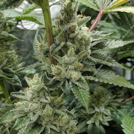 Banana Kush Cake Auto Feminized Marijuana Strain by Sensi Seed Bank For Sale Online at Cannabis Seeds Outlet