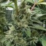 Banana Kush Cake Auto Feminized Marijuana Strain by Sensi Seed Bank For Sale Online at Cannabis Seeds Outlet