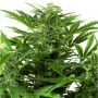 Mandarin Punch Feminized Marijuana Strain by Sensi Seed Bank For Sale Online at Cannabis Seeds Outlet