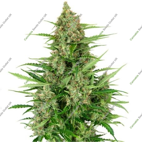 Double Kush Cake Feminized Marijuana Strain by Sensi Seed Bank For Sale Online at Cannabis Seeds Outlet