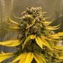 Banana Smoothie Auto Feminized Marijuana Strain by TasteBudz For Sale Online at Cannabis Seeds Outlet