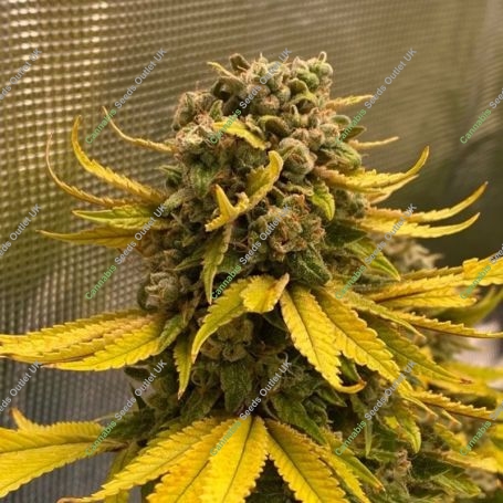 Critical Banana Smoothie Feminized Marijuana Strain by TasteBudz For Sale Online at Cannabis Seeds Outlet