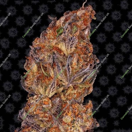Runtz Auto Feminized Marijuana Strain by Barneys Farm For Sale Online at Cannabis Seeds Outlet