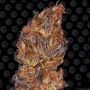 Runtz Auto Feminized Marijuana Strain by Barneys Farm For Sale Online at Cannabis Seeds Outlet