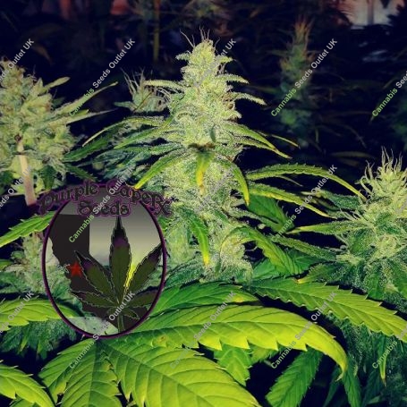 Cherry Tonics Web Regular Marijuana Strain by Purple Caper For Sale Online at Cannabis Seeds Outlet