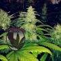 Cherry Tonics Web Regular Marijuana Strain by Purple Caper For Sale Online at Cannabis Seeds Outlet