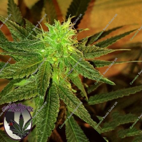 Chocolate Tonic Regular Marijuana Strain by Purple Caper For Sale Online at Cannabis Seeds Outlet