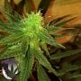 Chocolate Tonic Regular Marijuana Strain by Purple Caper For Sale Online at Cannabis Seeds Outlet