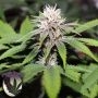Forbidden Zkittlez Regular Marijuana Strain by Purple Caper For Sale Online at Cannabis Seeds Outlet