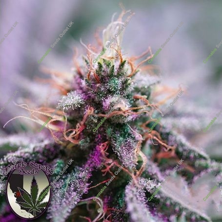 MAC Daddy Regular Marijuana Strain by Purple Caper For Sale Online at Cannabis Seeds Outlet