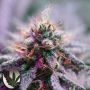 MAC Daddy Regular Marijuana Strain by Purple Caper For Sale Online at Cannabis Seeds Outlet