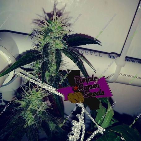 Magic Tonics Web Regular Marijuana Strain by Purple Caper For Sale Online at Cannabis Seeds Outlet