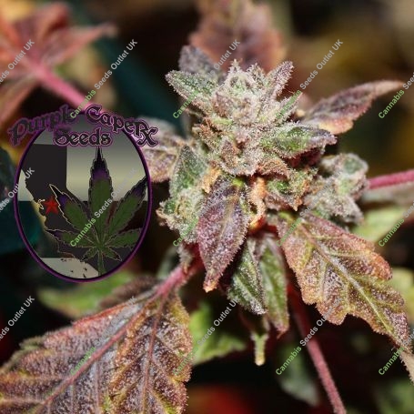 Strawberry Banana Shortcake Regular Marijuana Strain by Purple Caper For Sale Online at Cannabis Seeds Outlet