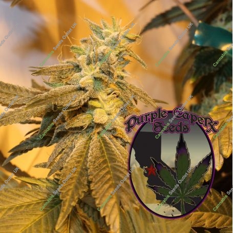 Truffle Butter Regular Marijuana Strain by Purple Caper For Sale Online at Cannabis Seeds Outlet