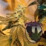 Truffle Butter Regular Marijuana Strain by Purple Caper For Sale Online at Cannabis Seeds Outlet