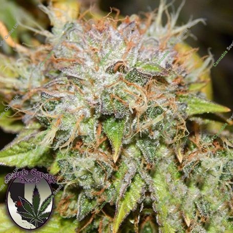 Wedding Cake Regular Marijuana Strain by Purple Caper For Sale Online at Cannabis Seeds Outlet