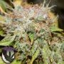 Wedding Cake Regular Marijuana Strain by Purple Caper For Sale Online at Cannabis Seeds Outlet