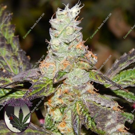 Cookie F2 Regular Marijuana Strain by Purple Caper For Sale Online at Cannabis Seeds Outlet